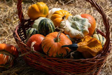Display of pumpkin and gourd from harvest fair festival with many homegrown and heirloom species that has organically grown locally for fall and autumn season