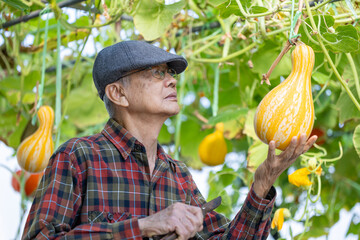 Asian senior farmer picking fresh gourd in polytunnel of organics vegetables garden for harvest season and healthy diet food in countryside homestead for longevity and retirement activity