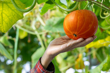 Hand of farmer picking fresh ripen pumpkin in polytunnel of organics vegetables garden for harvest season and healthy diet food in countryside homestead for longevity and retirement activity