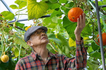 Asian senior farmer picking fresh pumpkin in polytunnel of organics vegetables garden for harvest season and healthy diet food in countryside homestead for longevity and retirement activities