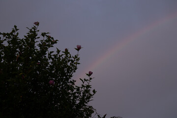 虹と芙蓉