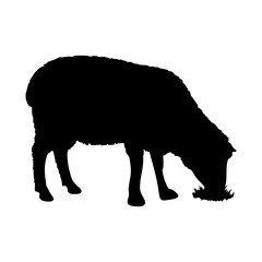 Silhouette of a Sheep Grazing on Grass