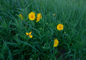風に揺れるキバナコスモス