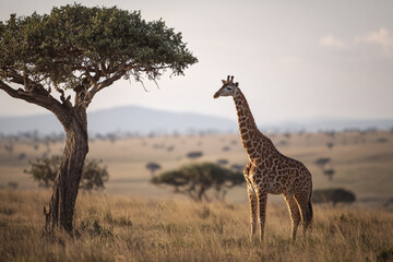 Obraz premium A beautiful giraffe stands beneath a tree in a sunlit savanna, set against a soft blue sky and distant hills.