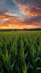 Golden Sunset Over Lush Green Corn Field at Dusk