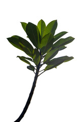tropical leaves isolated on white background