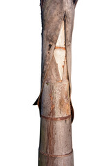 old tree trunk isolated