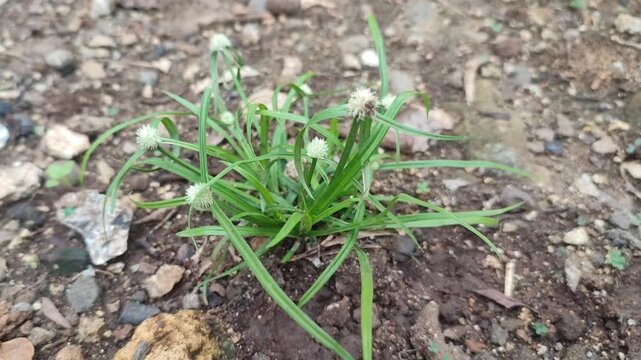 fresh grass in the ground
