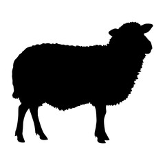 Silhouette of a Sheep on a White Background