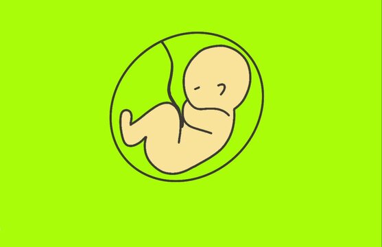 animation of baby in stomach on green background