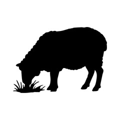 Silhouette of a Sheep Grazing on Grass