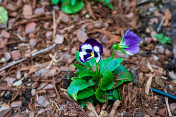 Lawn Aeration, Soil Plugs, Mulch, Wood Chip Texture, Fertilizer Spreader and Lawn Equipment