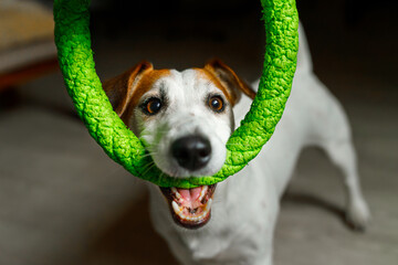 Cute dog playing with green ring toy at home.
