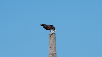 Osprey feeding on fish