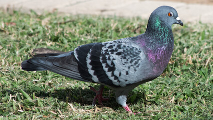 Rock pigeon with iridescent plumage