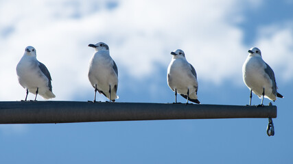 Four laughing gulls perched