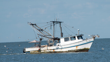 Naklejka premium Shrimp boat surrounded by seabirds