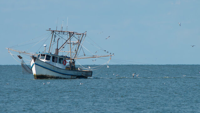 Shrimp trawler with gulls flying