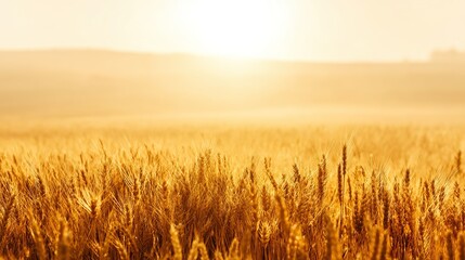 Obraz premium Golden wheat field stretching under a soft sunset, with a clear horizon that leaves ample copy space, capturing the warm, tranquil vibe of rural nature during the late afternoon.