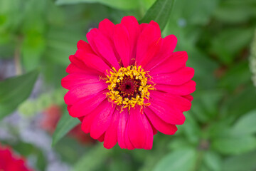 Top view of pink zinnia flower bloom in the garden on blur nature background.