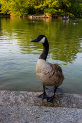 Goose in Central Park, New York