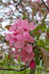 Obraz premium Spring upstate