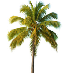 Obraz premium A vibrant green palm tree with lush fronds isolated on transparent background