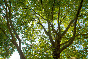 Green Tree Canopy with Sunlight Filtering Through Leaves in Summer Forest
