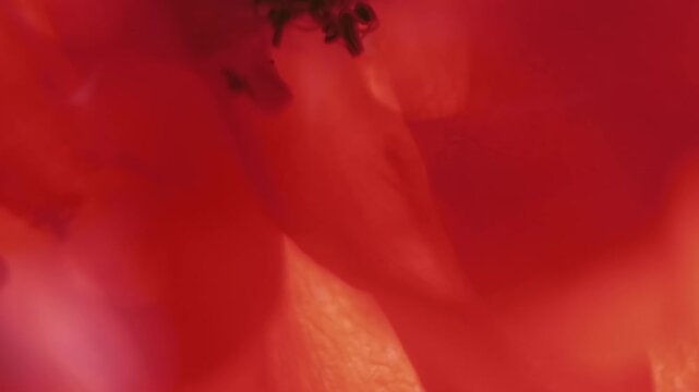 Plant pistil. Floral kaleidoscope. Defocused pink red color rose petals lens flare bloom on abstract light botany background.