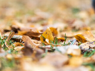 Orange, brown and yellow fallen oak leaves in the sunlight.