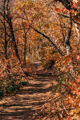 Stormy Autumn Fall Hiking Views at Snowbasin Ski Resort, Huntsville, Utah 