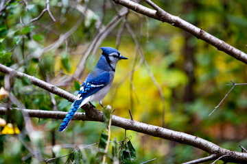 blue jay