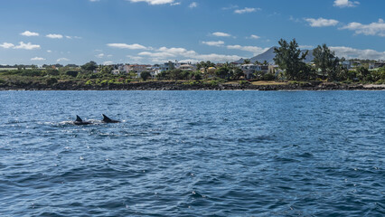 The backs and dorsal fins of swimming dolphins are visible in the blue ocean. Ripples on the...