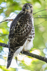 red-tailed hawk