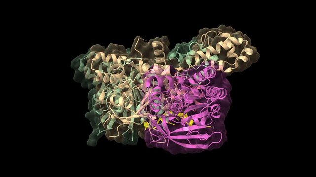 Cryo-EM structure of a human BCDX2-ssDNA complex. Animated 3D cartoon and molecular surface models, chain id color scheme, pdb 8gbj, black background