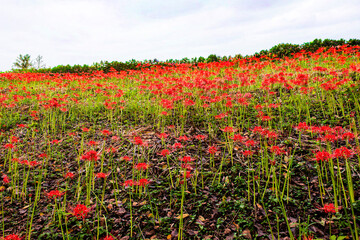 風の郷公園の彼岸花