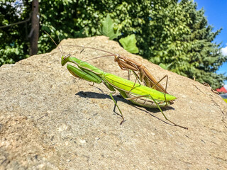 Clode-up of couple of praying mantis.