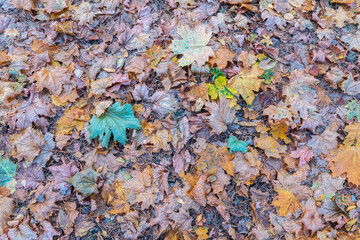 Orange and yellow fallen leaves in the sunlight.