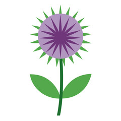 globe thistle flower on white background