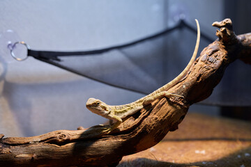 A lizard basking on driftwood, displaying the vibrant beauty of its natural habitat