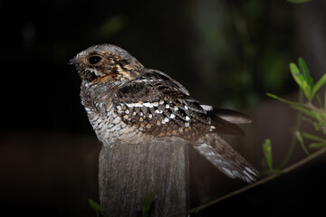Little Nightjar (Setopagis parvula) perched on a fence at night in Gualeguaychú, Entre Ríos, Argentina. Night wildlife photography. High quality nature picture. 