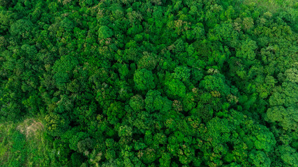 aerial view of dark green forest Abundant natural ecosystems of rainforest. Concept of nature forest preservation and reforestation.	