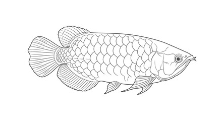 A detailed line drawing of an Arowana fish, showcasing its scales, fins, and distinctive features.