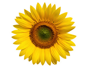 Fototapeta premium Sunflower's golden Embrace: A close-up shot of a vibrant sunflower, radiating warmth and beauty, with its perfectly arranged petals and detailed center. Capturing the essence of nature's artistry.