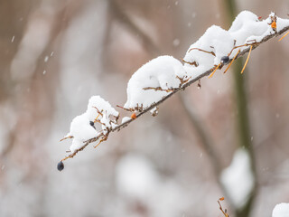 Tree branches in winter covered with snow and frost in snowfall. Frozen tree branches.
