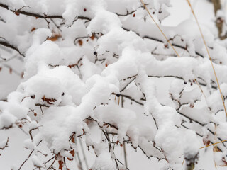 Tree branches in winter covered with snow and frost in snowfall. Frozen tree branches.