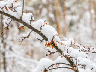 Tree branches in winter covered with snow and frost in snowfall. Frozen tree branches.