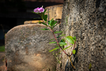 Delicate Flower Growing Through Stone Wall
