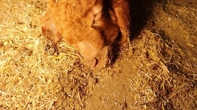 Veterinarian inserts cannula for IV therapy to treat lamb with heat stroke in remote area. Infusion of fluids and vitamins supports hydration, recovery and care. After 2 days the lamb fully recovered.