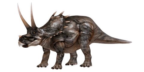 Realistic triceratops dinosaur illustration